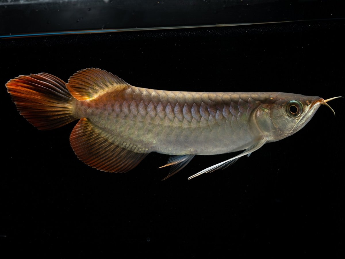 画像6: メタルレッド F3 NO.11（ディナミカカプアス産） (6)