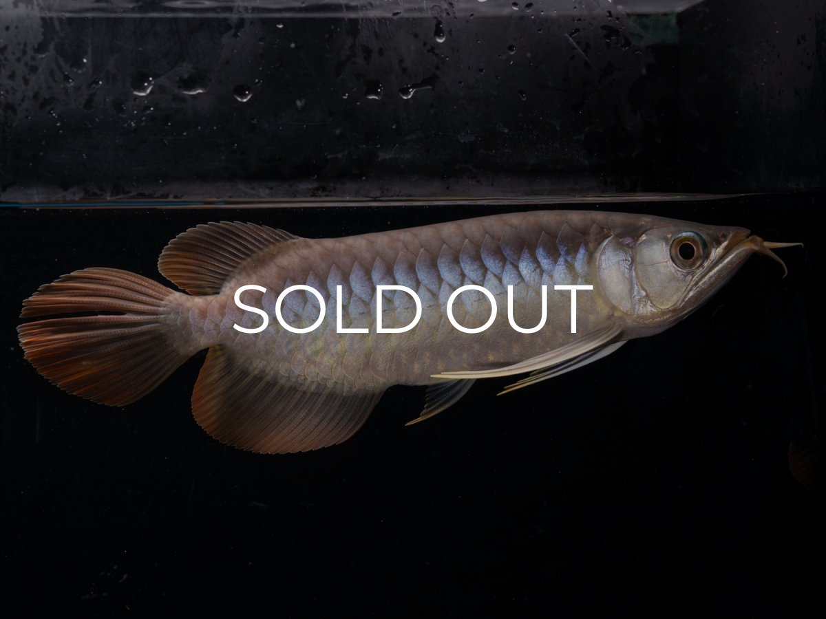 画像1: ダイナミックレッド NO.42（ディナミカカプアス産） (1)