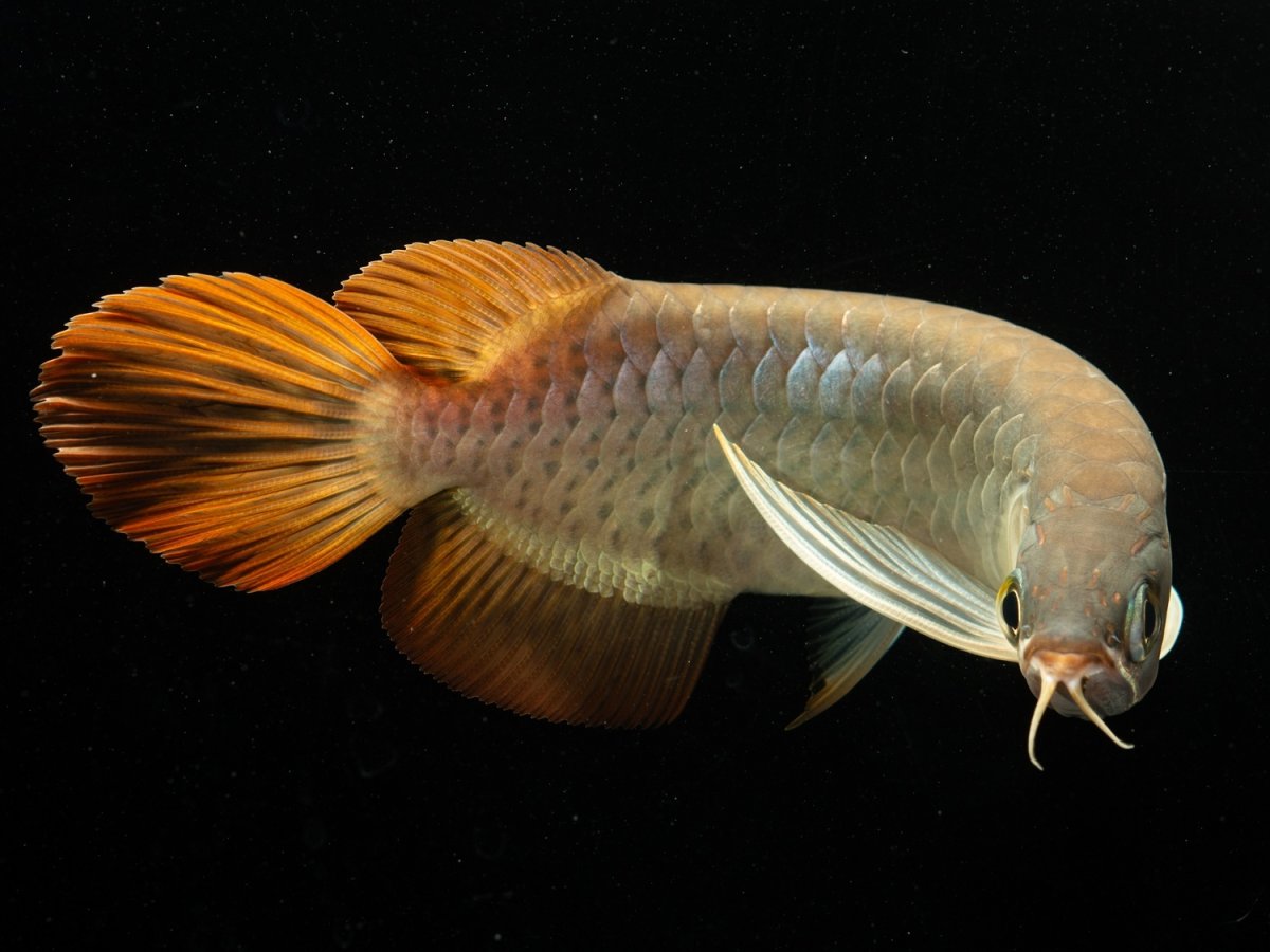 画像7: メタルレッド F3 NO.5（ディナミカカプアス産） (7)