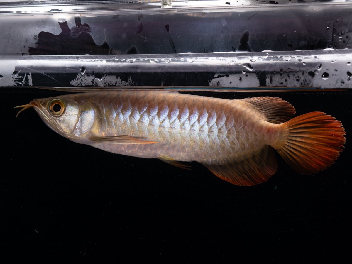 画像3: ダイナミックレッド NO.45（ディナミカカプアス産） (3)