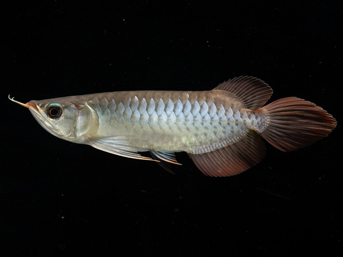 画像3: メタルレッド F3 NO.12（ディナミカカプアス産） (3)