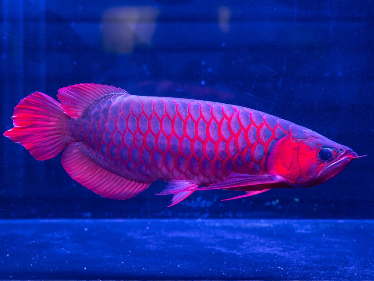 画像6: メタルレッド F4 NO.1（ディナミカカプアス産） (6)