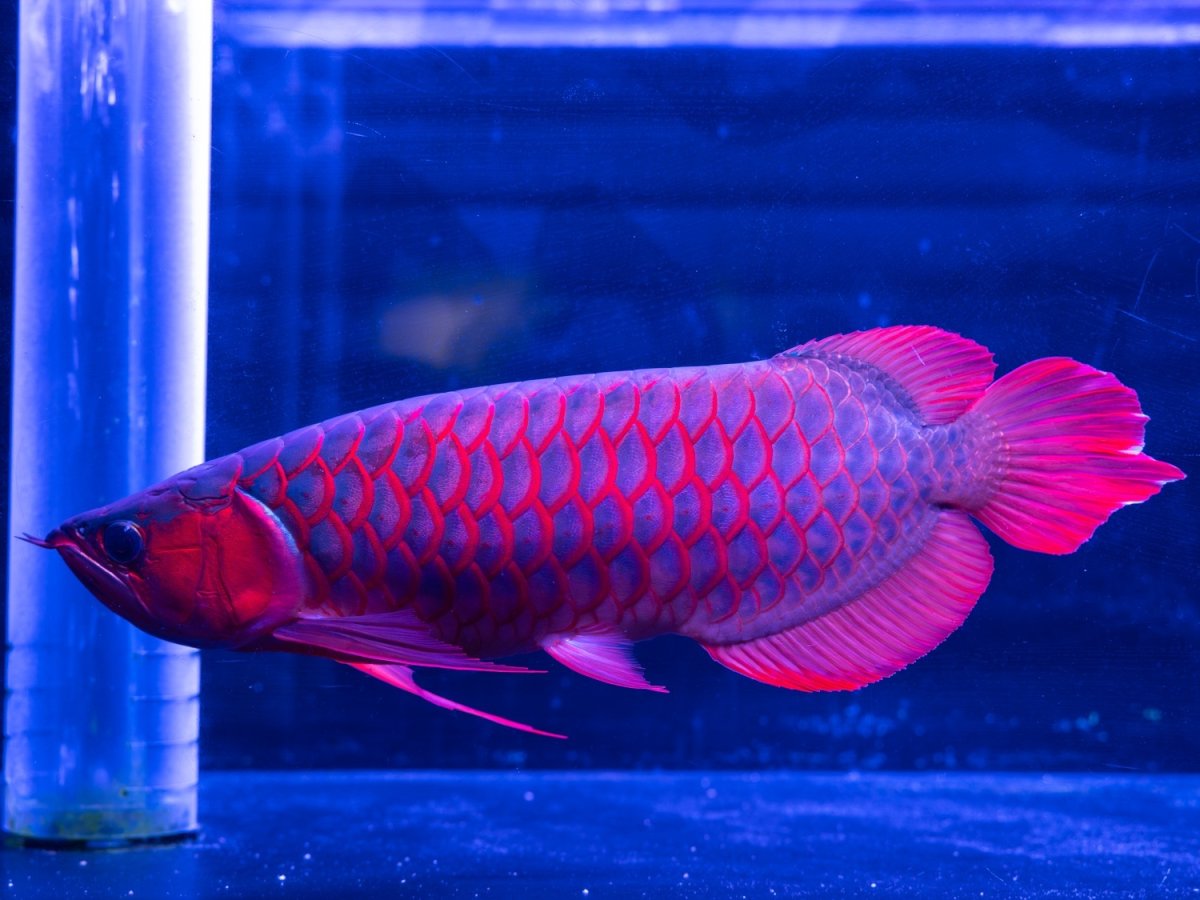 画像7: メタルレッド F4 NO.1（ディナミカカプアス産） (7)