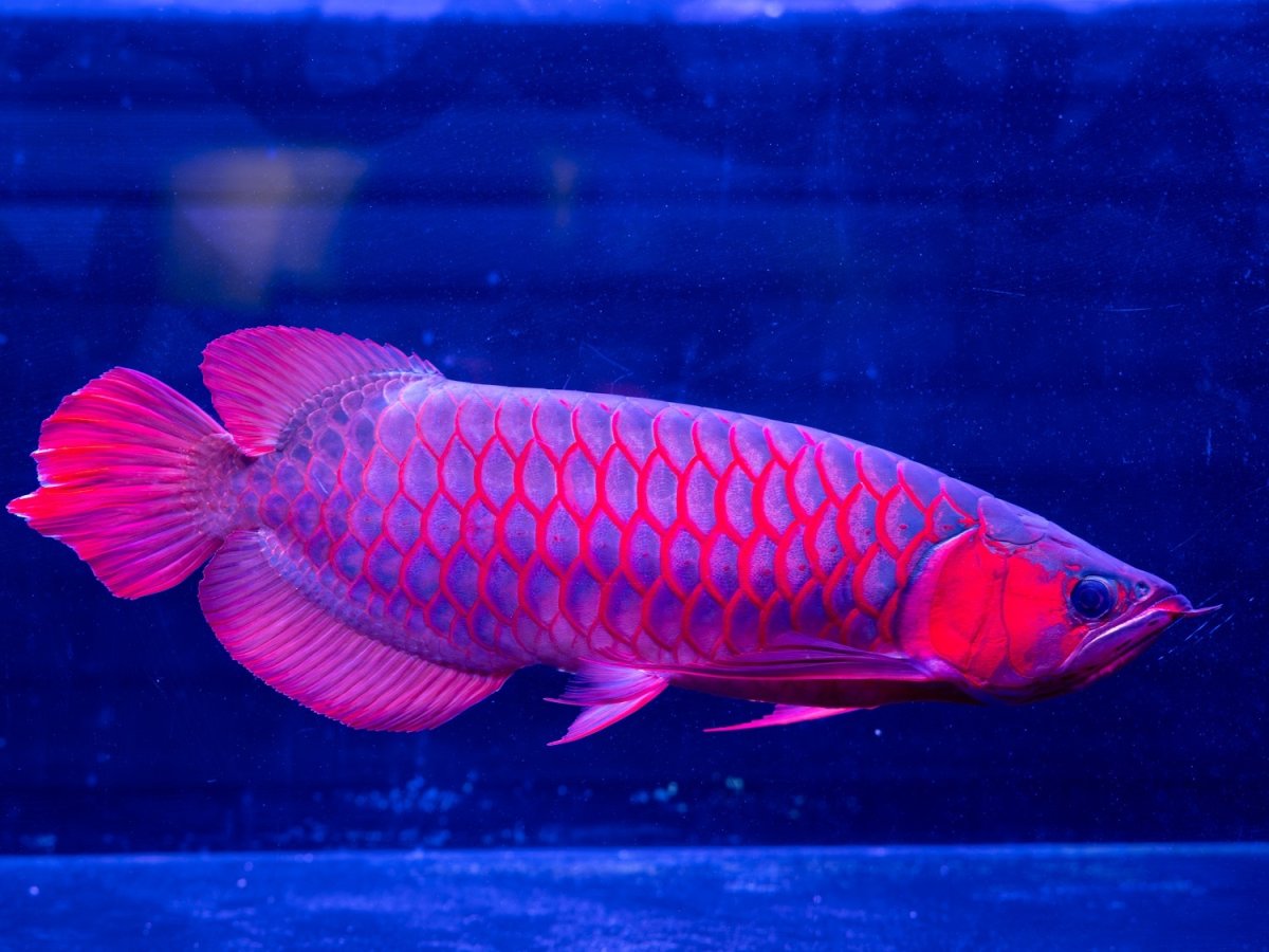 画像8: メタルレッド F4 NO.1（ディナミカカプアス産） (8)