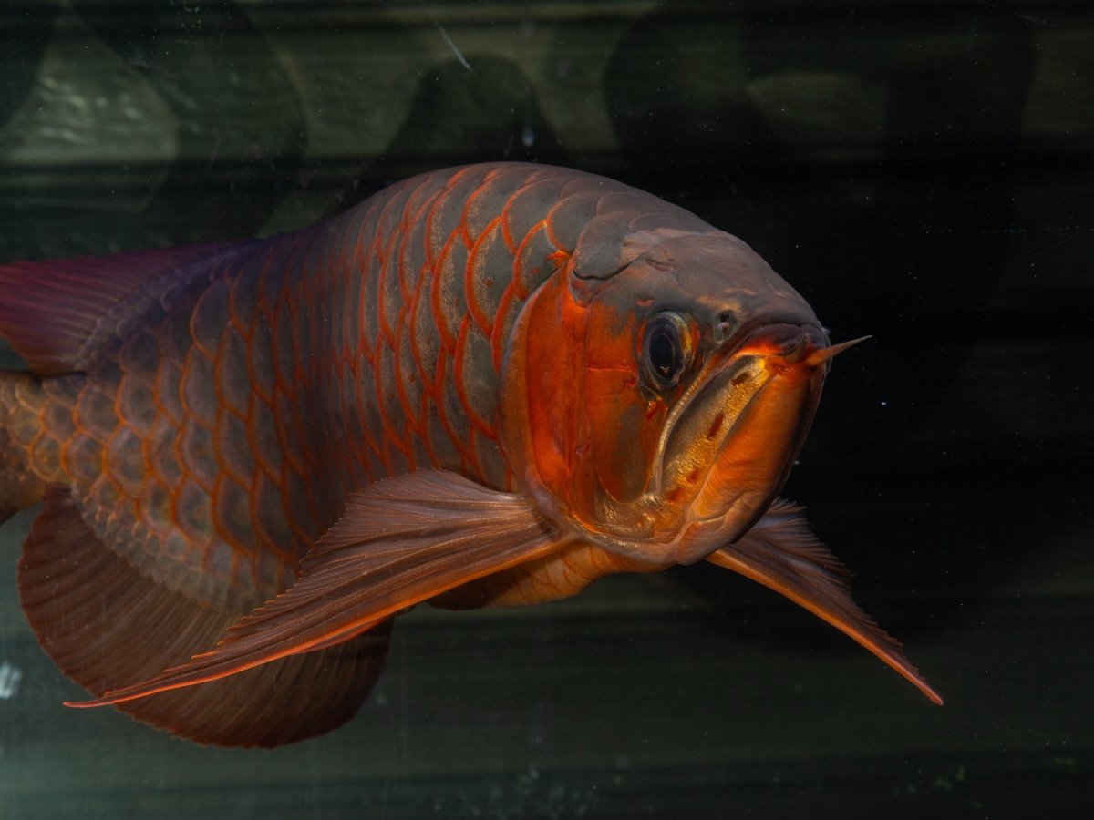 画像3: メタルレッド F4 NO.1（ディナミカカプアス産） (3)