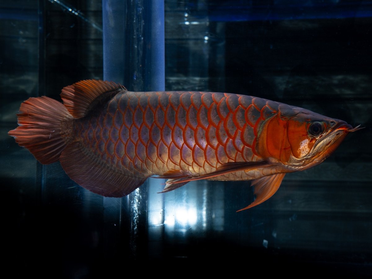 画像2: メタルレッド F4 NO.1（ディナミカカプアス産） (2)