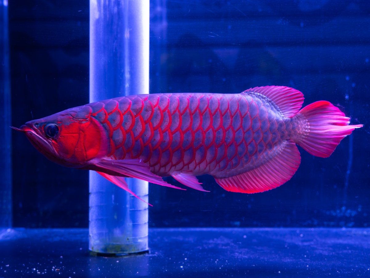 画像5: メタルレッド F4 NO.1（ディナミカカプアス産） (5)