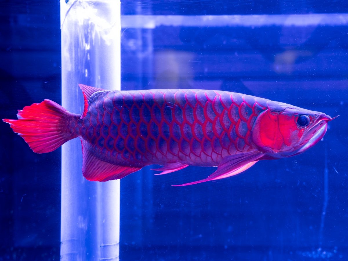 画像4: メタルレッド F4 NO.1（ディナミカカプアス産） (4)