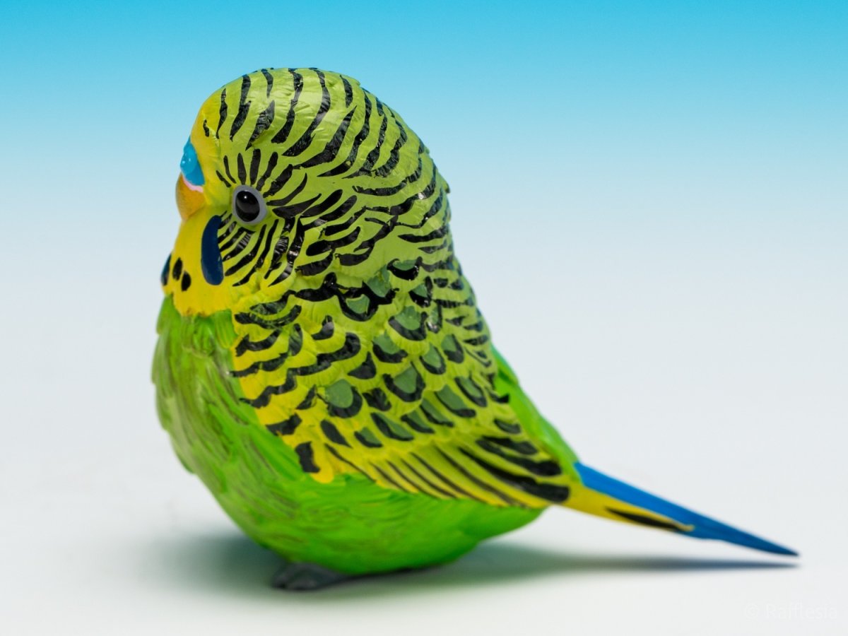 画像6: セキセイインコ（緑） (6)