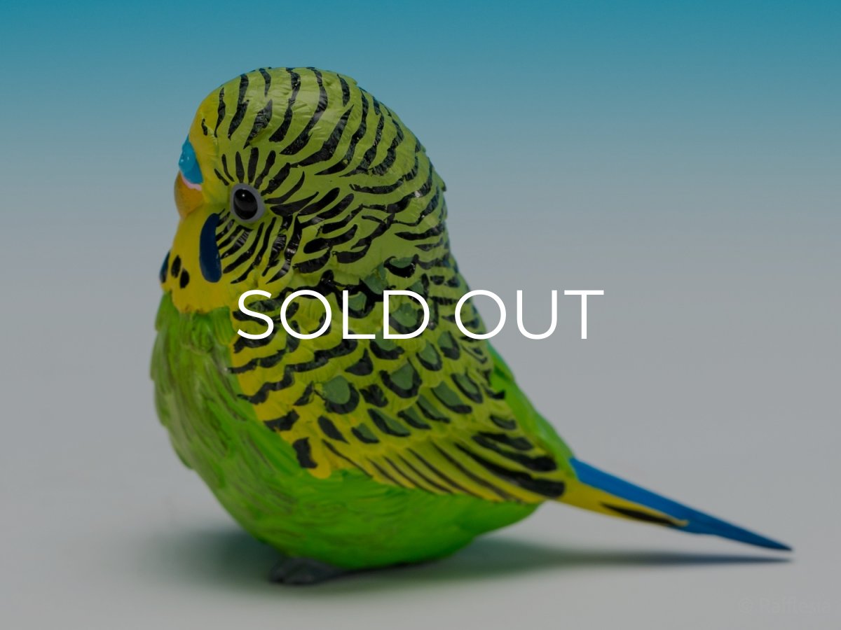 画像6: セキセイインコ（緑） (6)