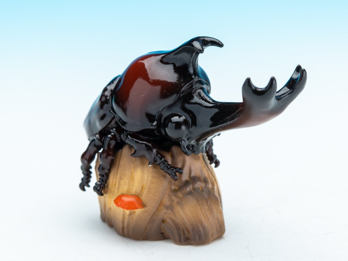 画像6: カブトムシ (6)