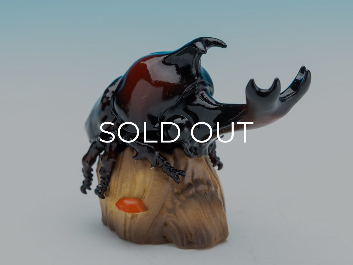 画像6: カブトムシ (6)