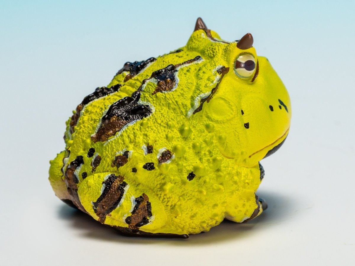 画像4: ベルツノガエル（B） (4)