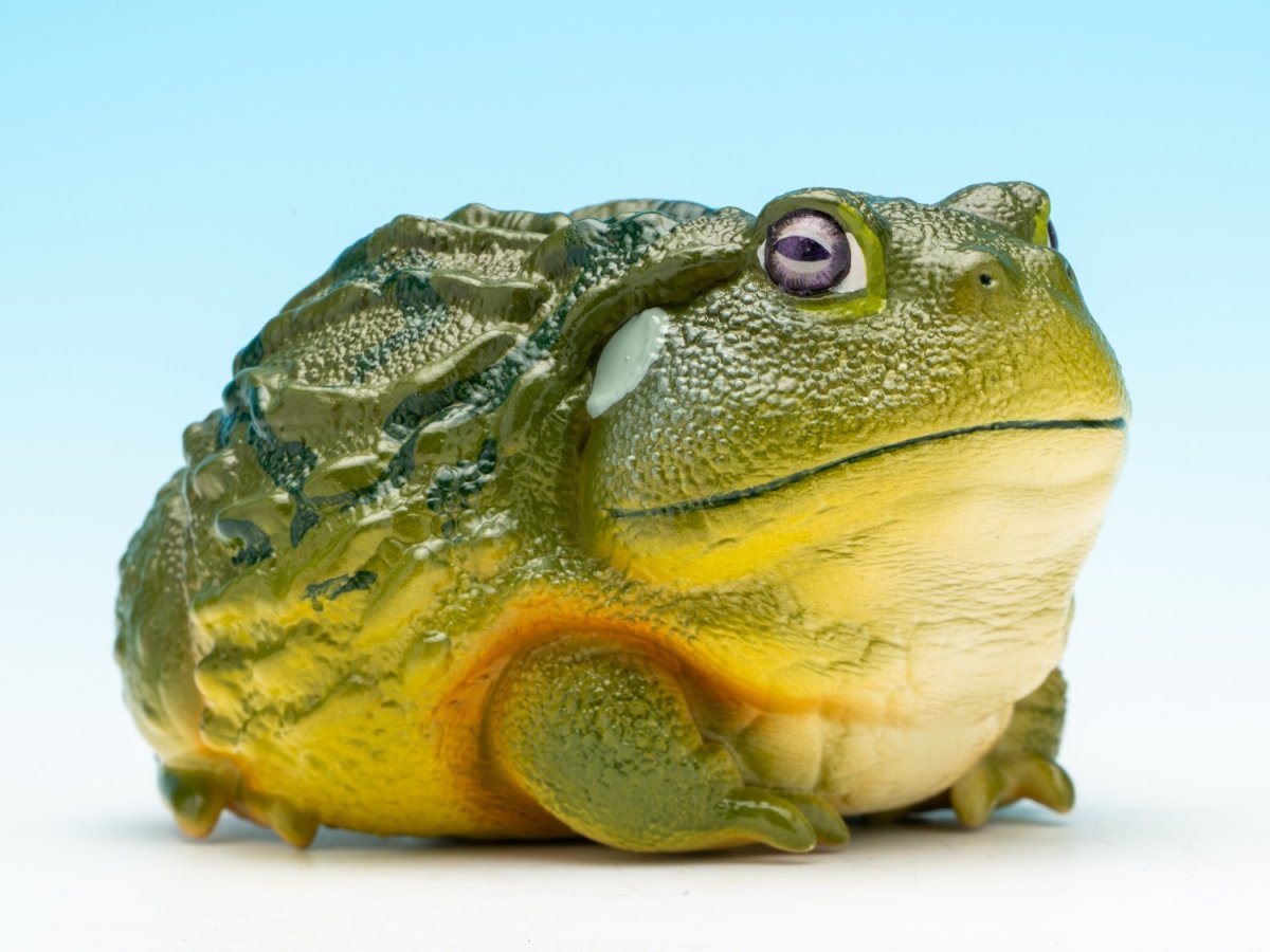 画像10: アフリカウシガエル (10)