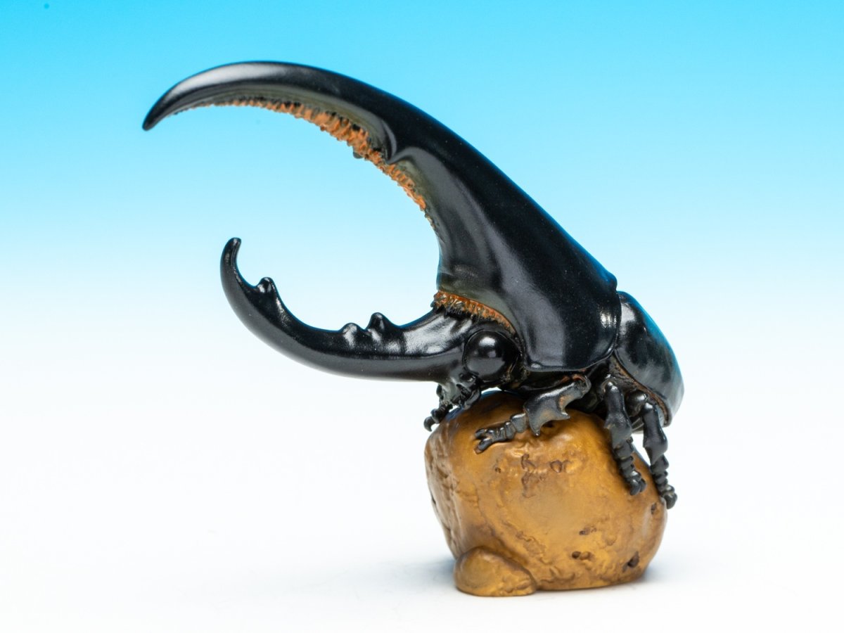 画像5: ヘラクレスオオカブト（黒） (5)