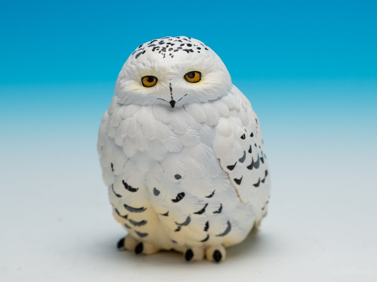 画像10: シロフクロウ【動画あり】 (10)