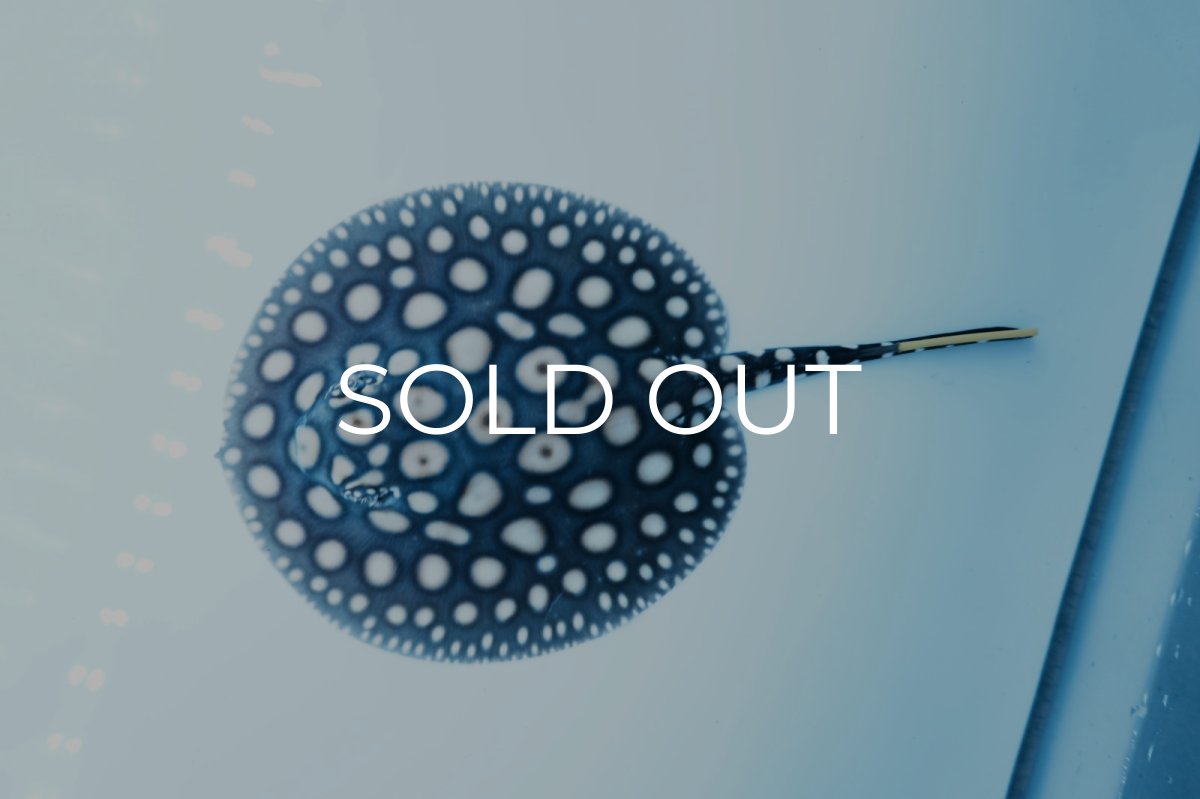 画像3: ダイヤモンドポルカ(オス） NO.5 (3)