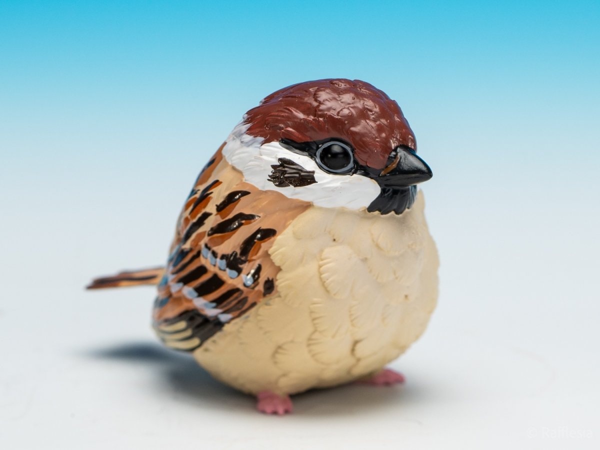 画像9: スズメ (9)