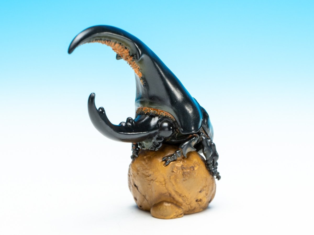 画像4: ヘラクレスオオカブト（黒） (4)