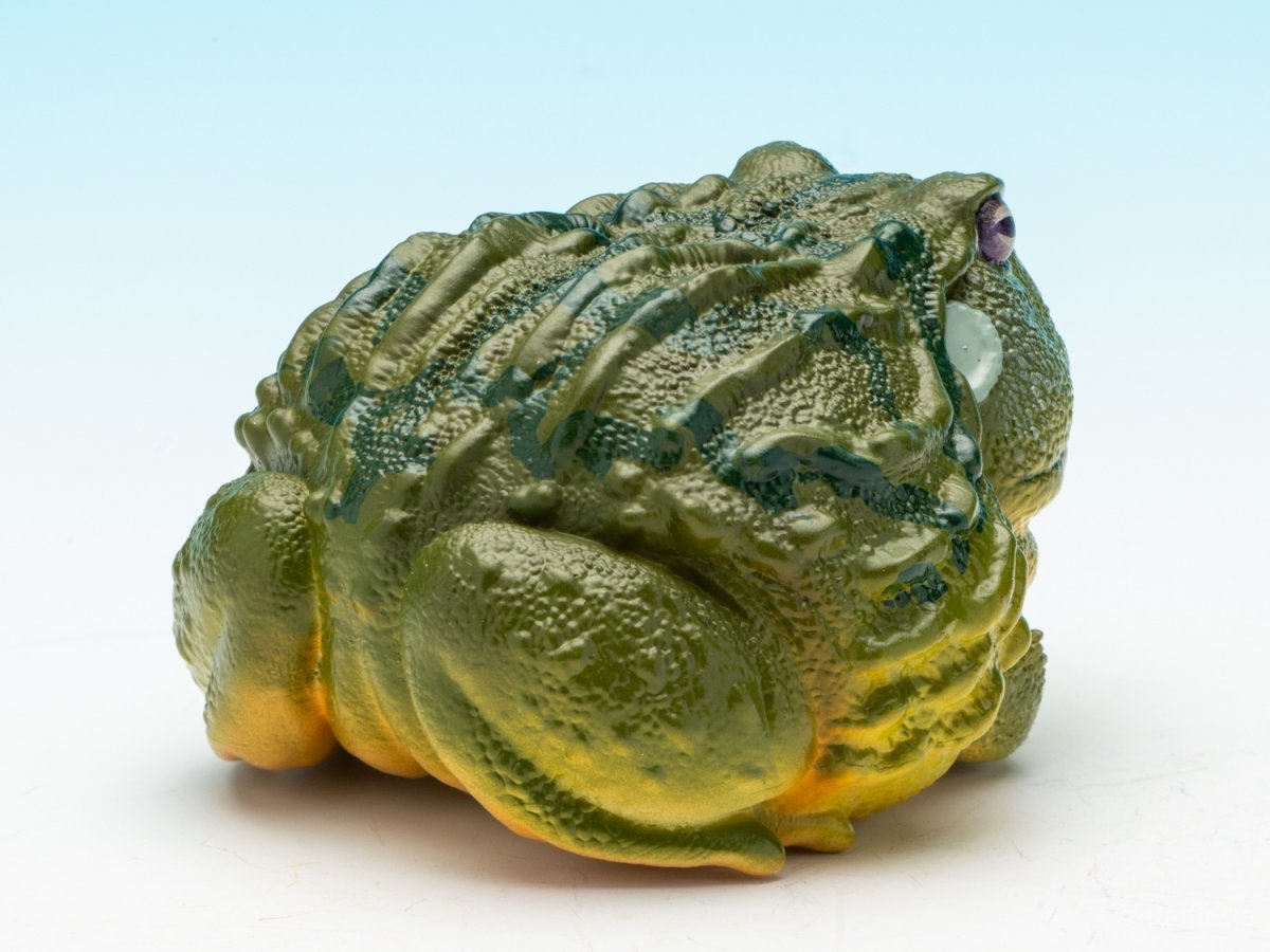 画像8: アフリカウシガエル (8)