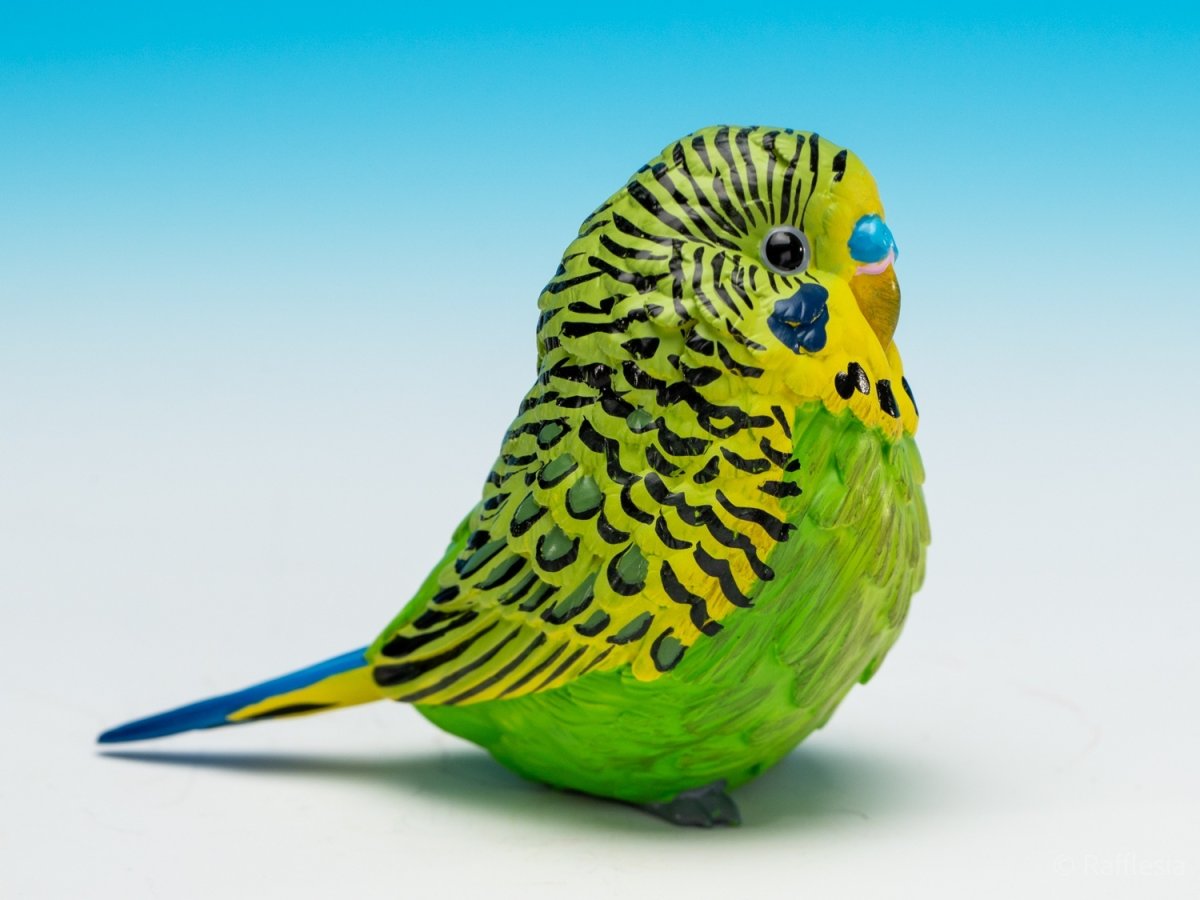 画像10: セキセイインコ（緑） (10)