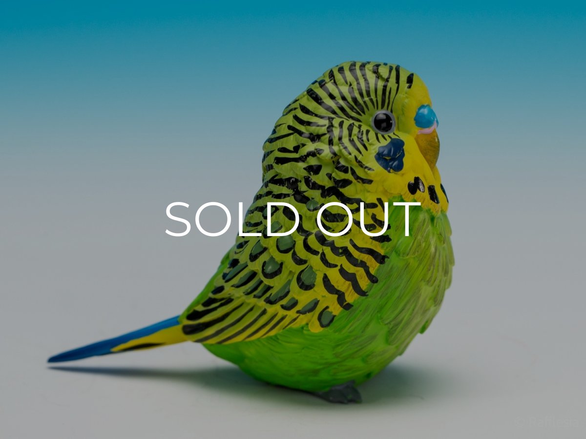 画像10: セキセイインコ（緑） (10)