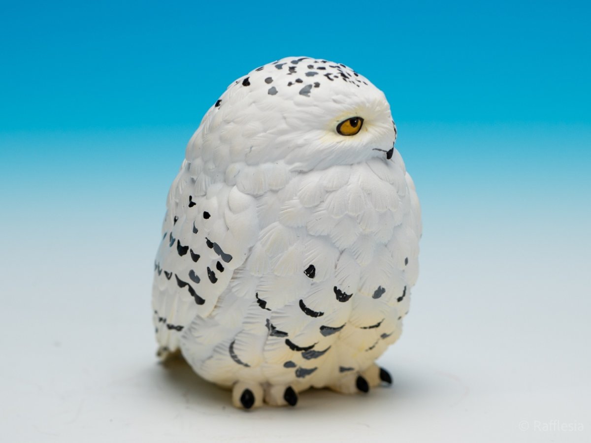 画像7: シロフクロウ【動画あり】 (7)