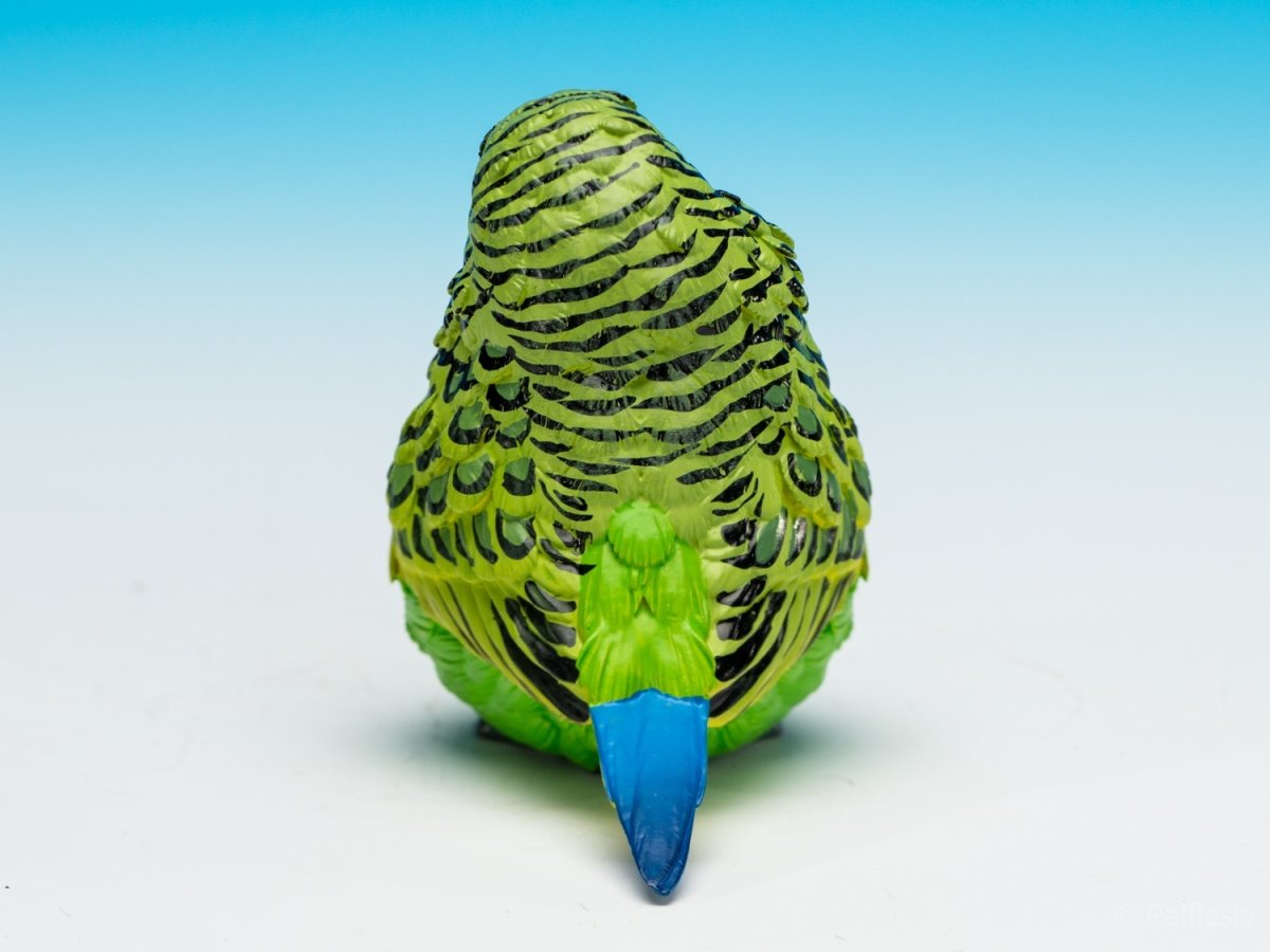 画像7: セキセイインコ（緑） (7)