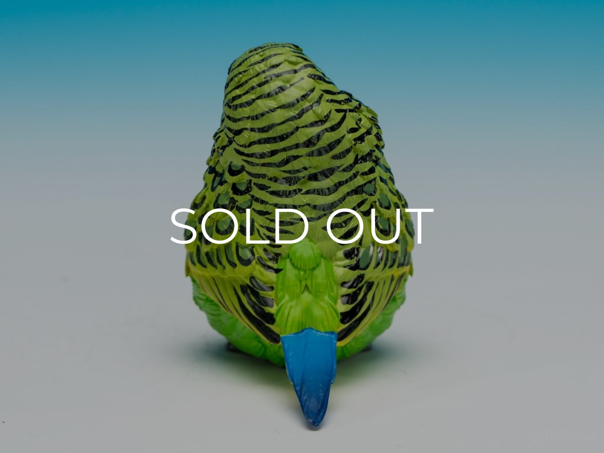 画像7: セキセイインコ（緑） (7)