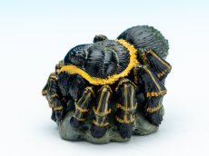 画像3: ブラジリアンジャイアントボロンド (3)