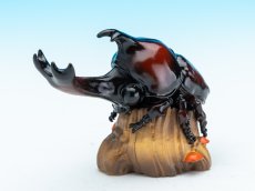 画像1: カブトムシ (1)