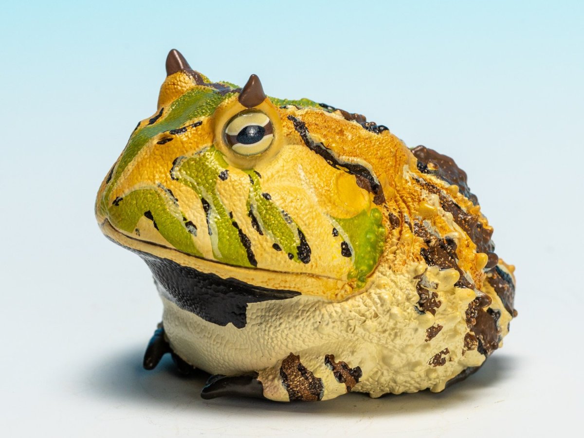 画像8: ベルツノガエル（A） (8)