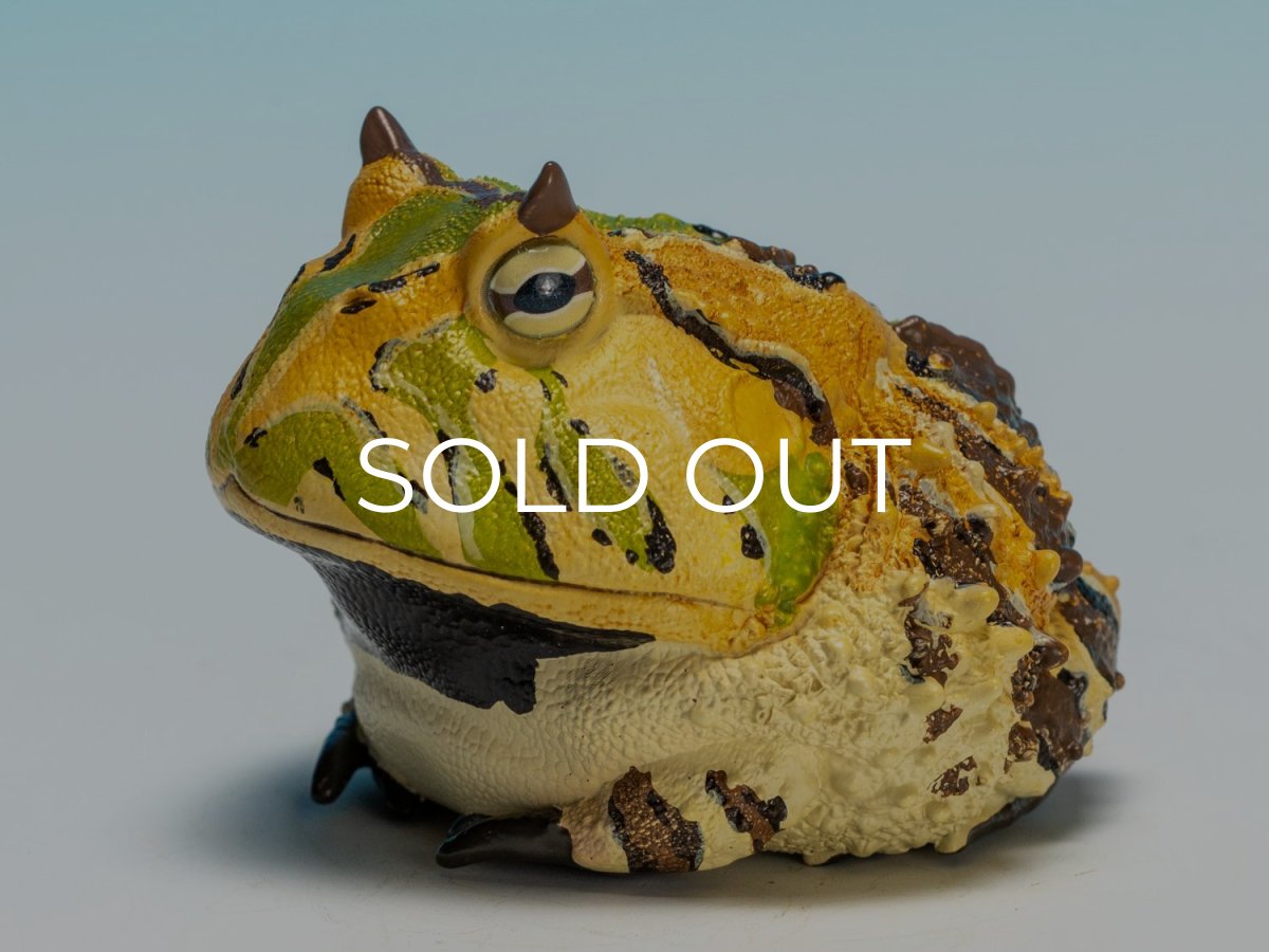 画像8: ベルツノガエル（A） (8)