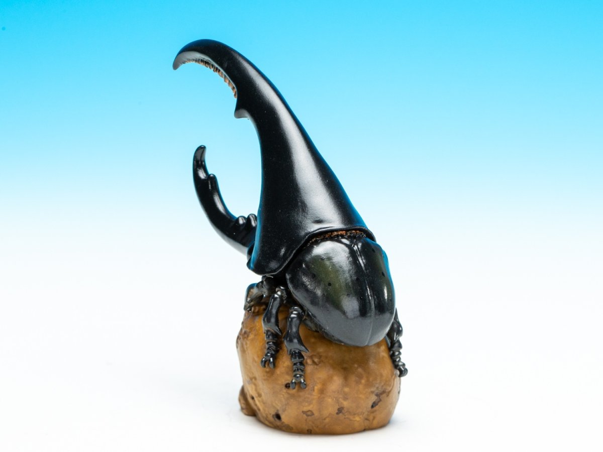 画像7: ヘラクレスオオカブト（黒） (7)