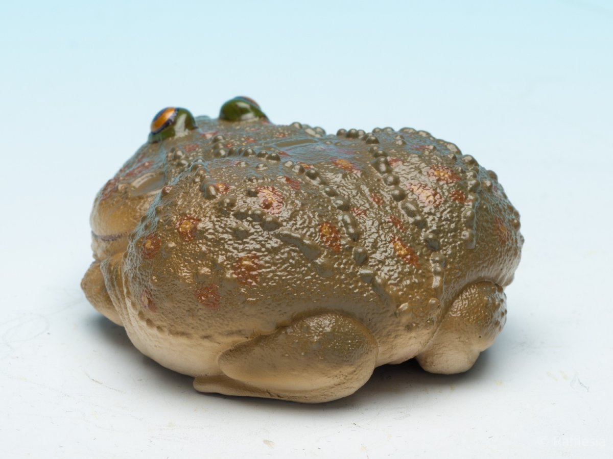 画像6: タピオカガエル (6)