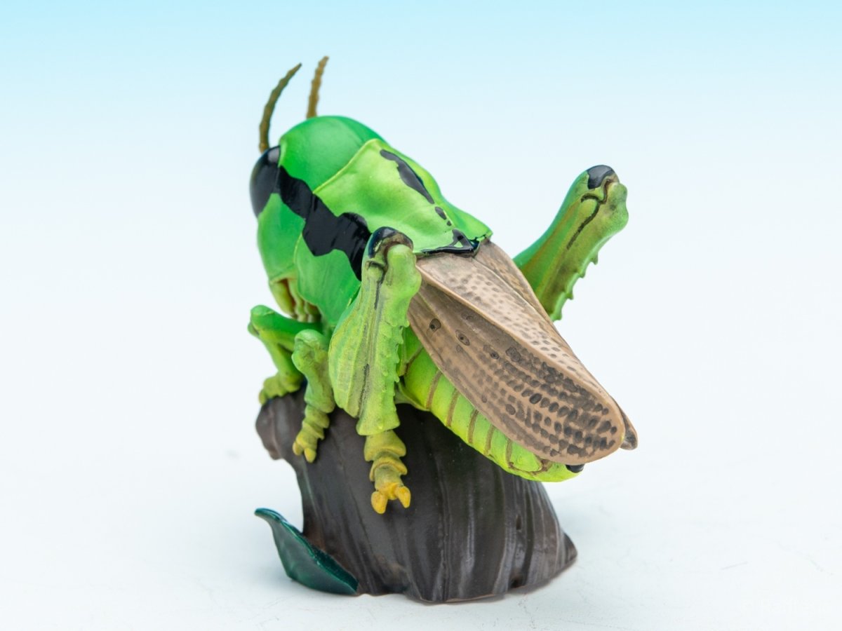 画像3: イナゴ【動画あり】 (3)