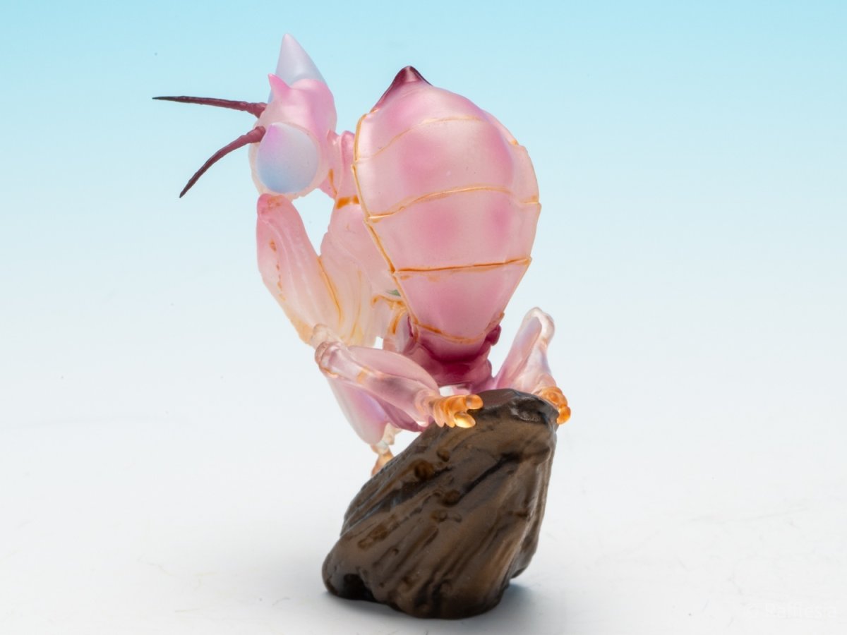 画像2: ハナカマキリ【動画あり】 (2)