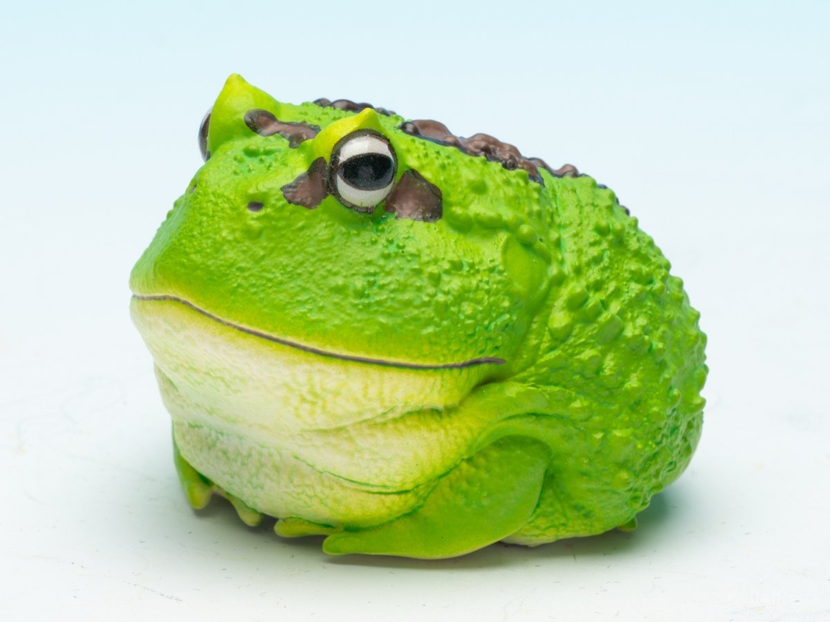 画像4: クラウンウェルツノガエル（宇治抹茶） (4)