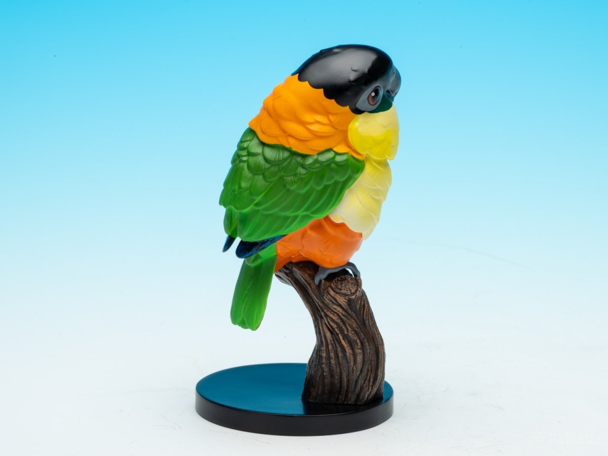 画像7: ズグロシロハラインコ (7)