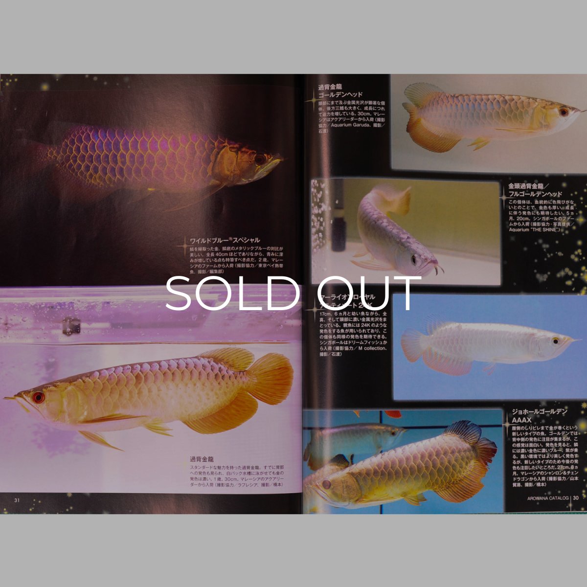 画像4: アロワナライブ　VOL.１ (4)