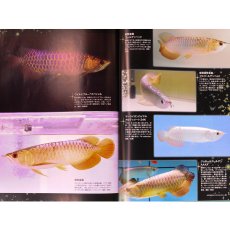 画像4: アロワナライブ　VOL.1 (4)