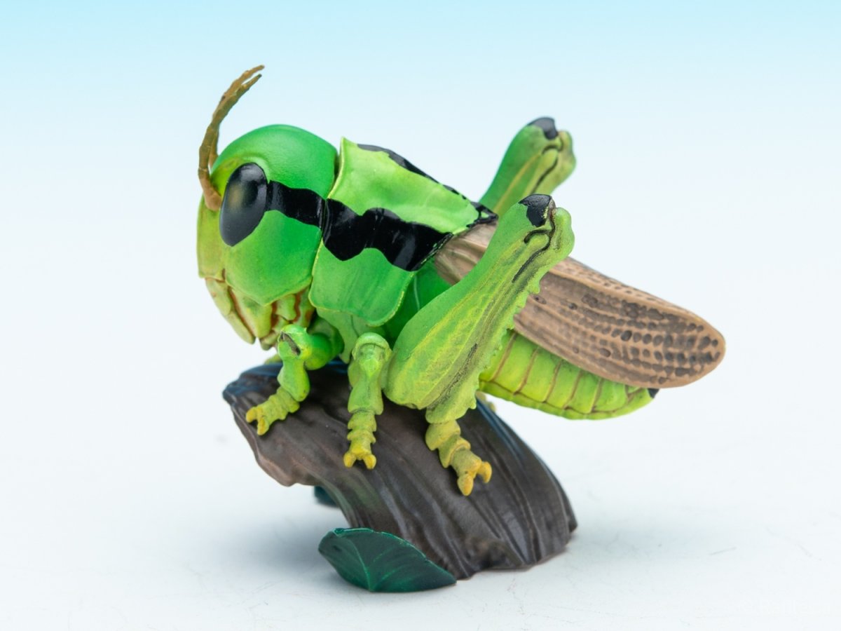 画像2: イナゴ【動画あり】 (2)