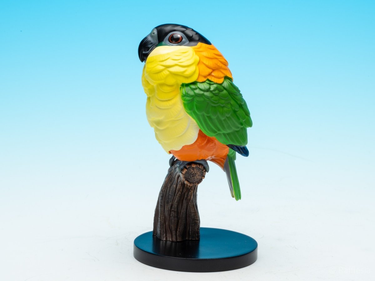 画像4: ズグロシロハラインコ (4)