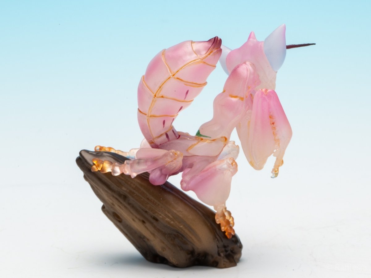 画像6: ハナカマキリ【動画あり】 (6)