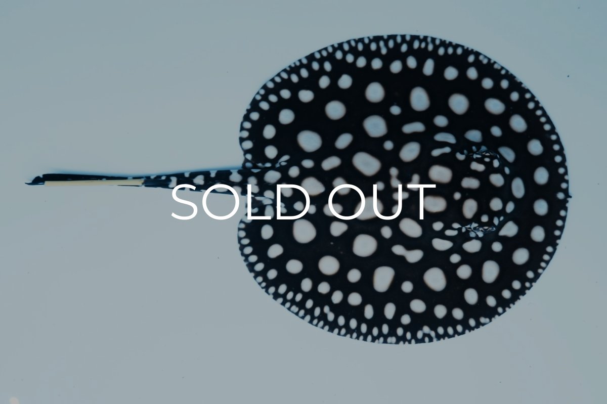 画像4: ダイヤモンドポルカ(メス） NO.1 (4)