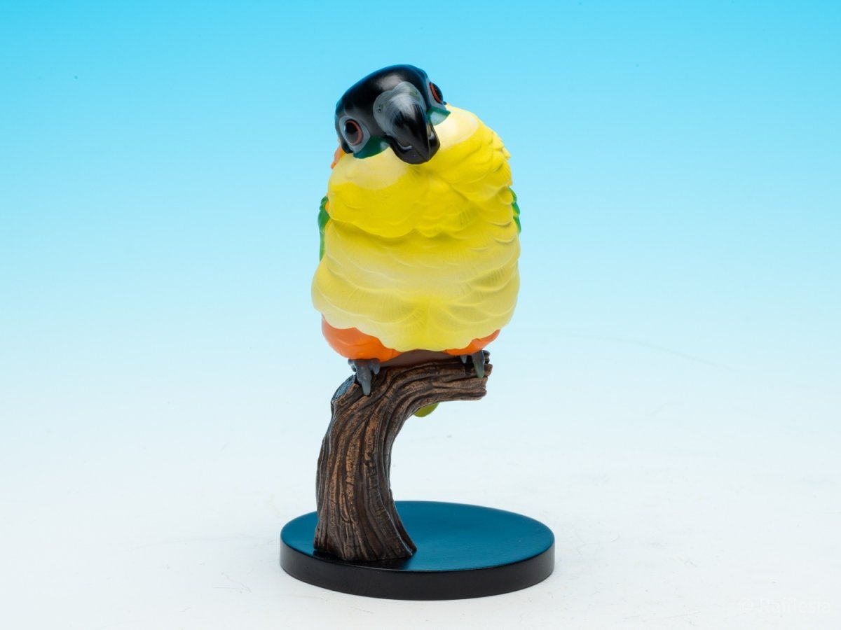 画像10: ズグロシロハラインコ (10)