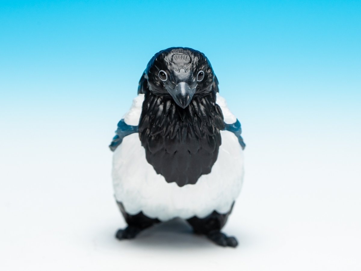 画像6: カササギ (6)