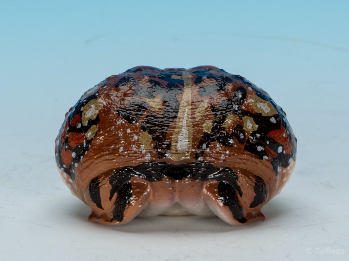 画像4: アメフクラガエル (4)