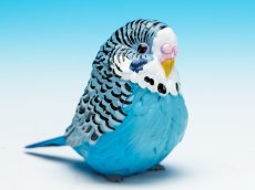 画像1: セキセイインコ（青） (1)