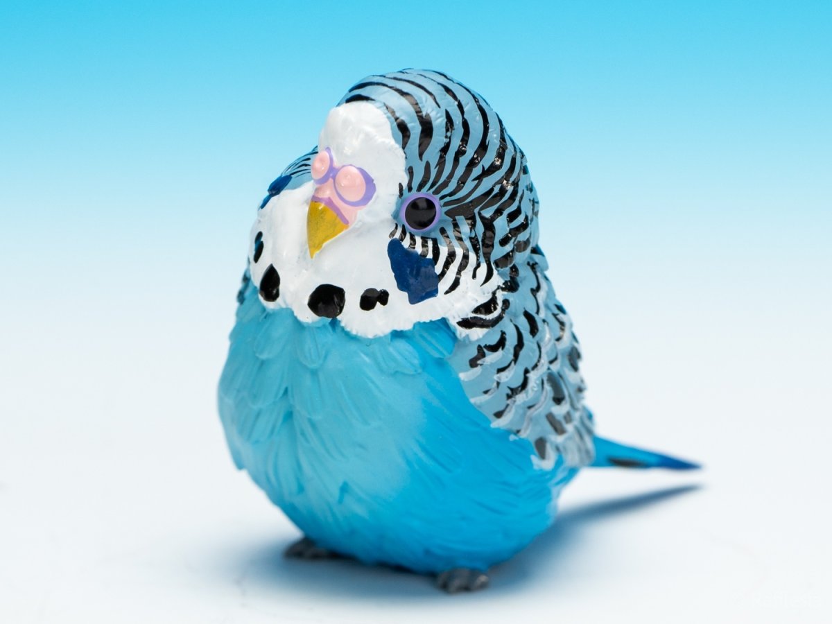画像4: セキセイインコ（青） (4)